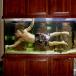 [Picture] The Most Amazing Way To Clean A Fishtank