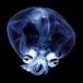 Amazing Fish and rare aquatic lifeforms [PICS]