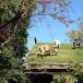 Wisconsin: Where Else Would You Raise Goats on a Green Roof? [pics]