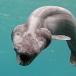 Ugly Sea Monster [pic]