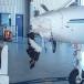 The Top Ten Reasons Airplanes and Animals Don&acirc;t Mix [PIC]