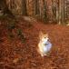 the cutest, and most amazing dog photos from around the world [PIC]