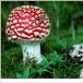 Real Life Mario Super Mushroom [PIC]