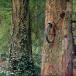 The Most Amazing Trees In The World [PICS]