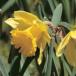 Beautiful But Deadly &acirc;The Top Ten Poisonous Plants [PICS]