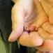 So Tiny ... Don't Kill It [PIC]