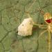 Happy Face Spider - Photo of the Day