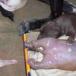 Dog gives birth to mutant creature that resembles a human 