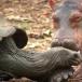 100 Year Old Tortoise Acts As Mom To Baby Hippo [PICS]