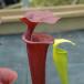 The Hunting Strategies of Carnivorous Plants [PICS]