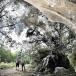 World's Biggest Spider Web Covers 180 Meters [PICS]