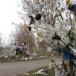 Where Plastic Bags End Up (Pics)