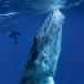 Outstanding Wildlife Photography Winners [PICS]