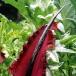 Eight of the World&acirc;s Most Unusual Plants [PICS]