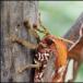 The Largest Insects on Earth [Pics]