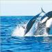 1st Time in History, Killer Whales Filmed Hunting Dolphins!