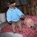 Anteaters Wearing Sweaters! Where Is Your God Now? (pic)