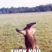 F--k You, I'm an Anteater! (PIC)