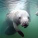 A gallery of endangered species - PHOTOS