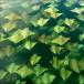 Thousands of Golden Rays in Amazing Mass Migration [PICS]